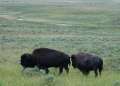 0615_Bison