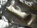0250_Dino_bone
