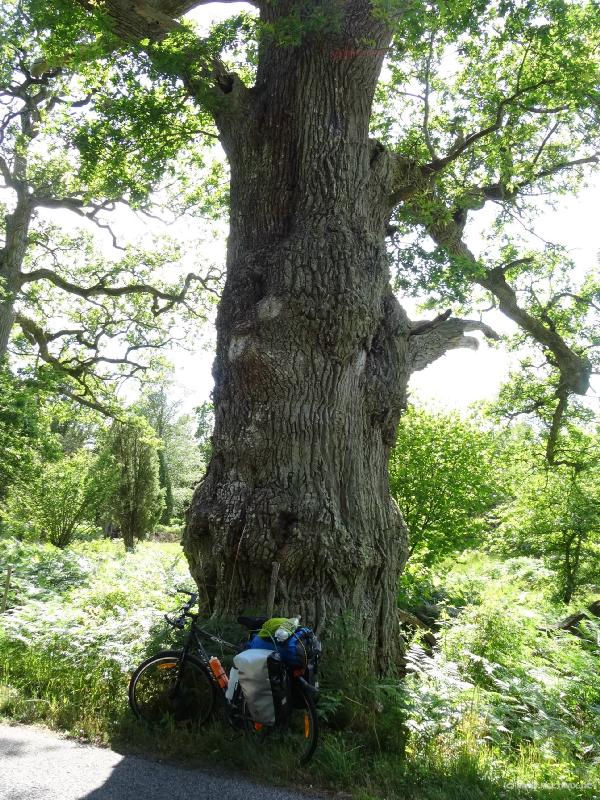 0268_Big_tree