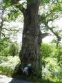 0268_Big_tree