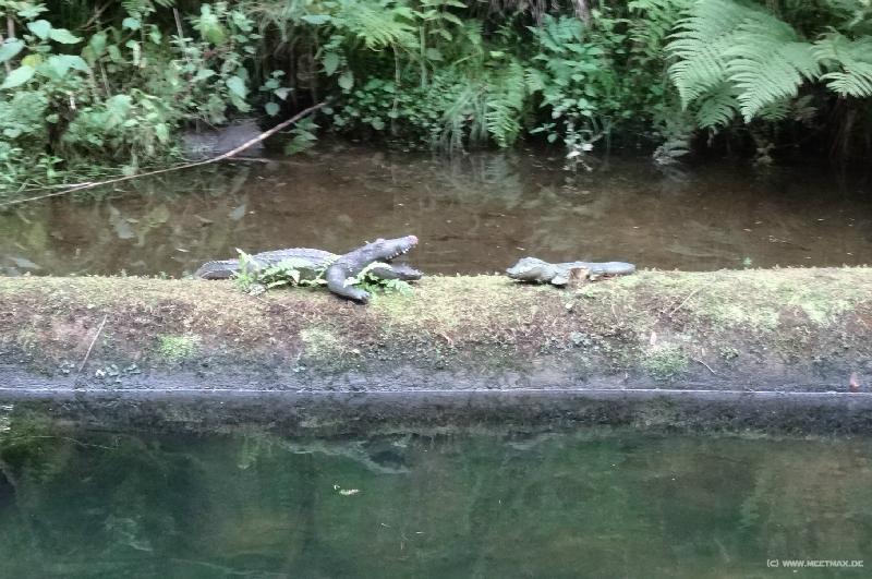 0664_Krokodile