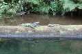 0664_Krokodile