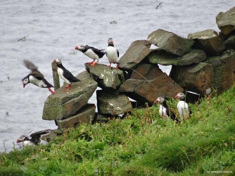 0191_Puffins