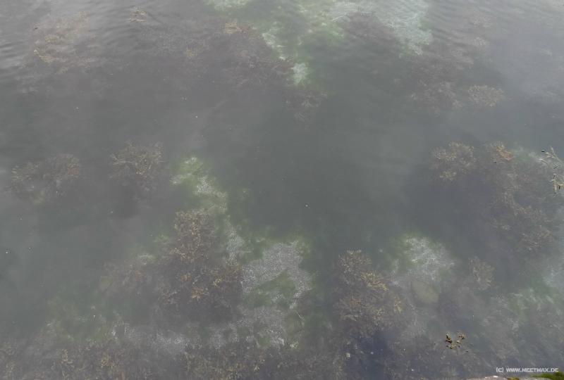 0392_Sorvagur_corals