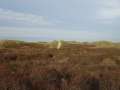 0539_Les_Dunes
