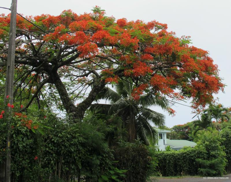 0715_Flametree