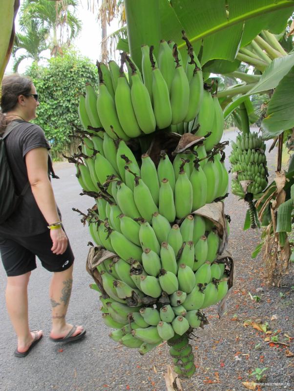 0717_Banana