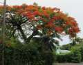 0715_Flametree