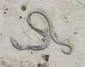 0737_Snake