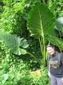 0836_Big_leaf