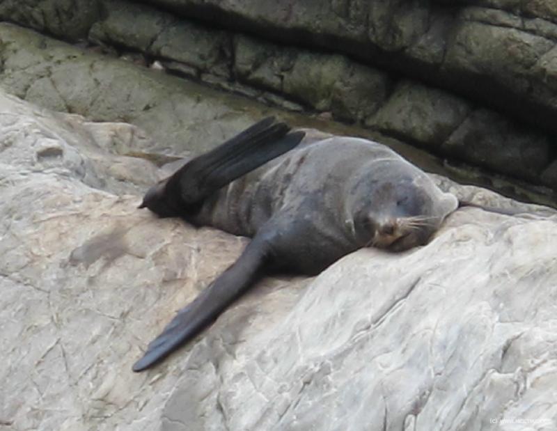 1009_Lazy_seal