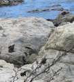 1000_Ohau_Point