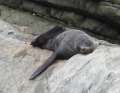 1009_Lazy_seal