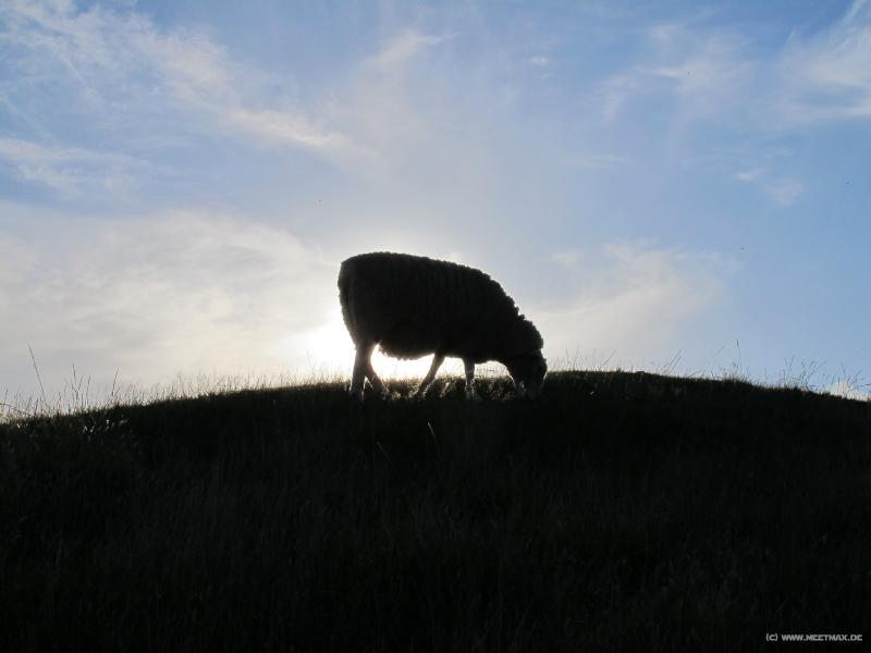 1179_Sheep_eclipse
