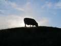1179_Sheep_eclipse