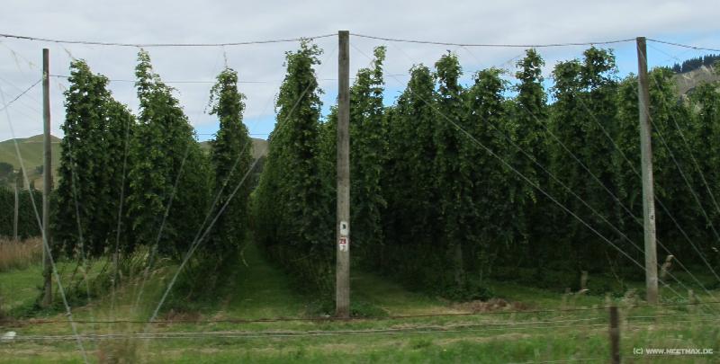 1230_Hops