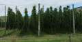 1230_Hops