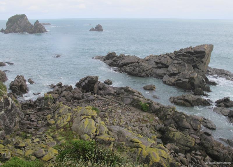 1302_Seal_colony