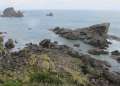 1302_Seal_colony