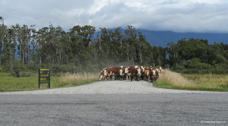 1526_Cows