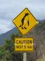 1518_Penguin