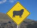 1633_Sheep
