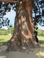 1742_Big_tree