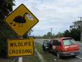 1885_Wildlife_Xing