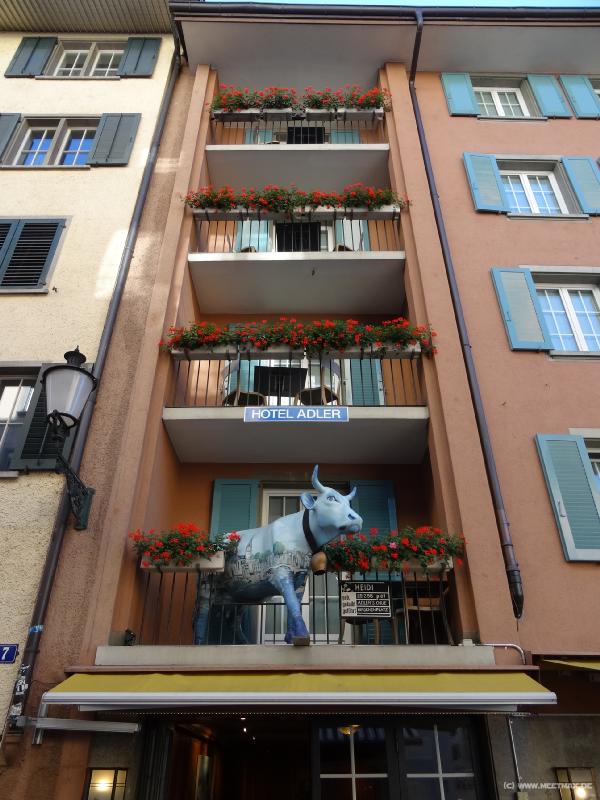 1036_Blaue_Kuh